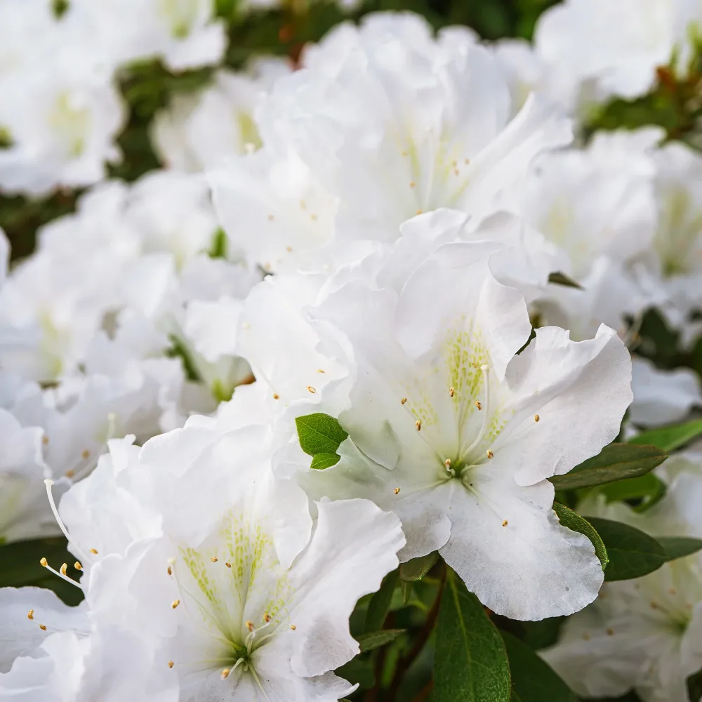 Azalée du Japon Encore White Julia Rhododendron Encore White Julia
