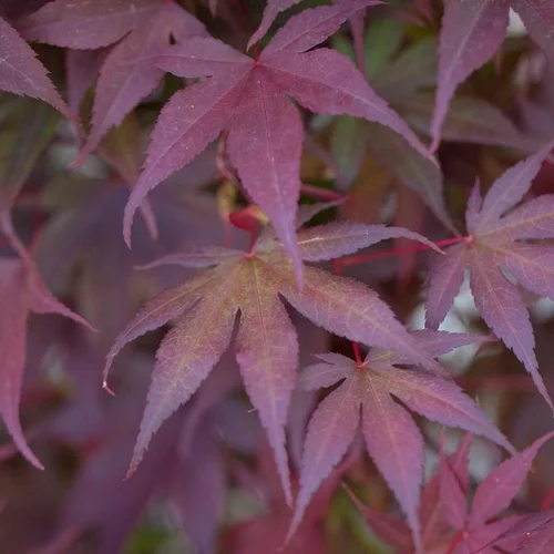Érable du Japon (Acer Palmatum) Bloodgood. Le pot de 285 litres