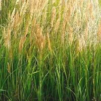 Graminées variées - Le pot de 10 litres