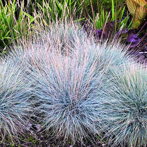 Fétuque bleue Elijah Blue botanic®. Le pot de 1 litre