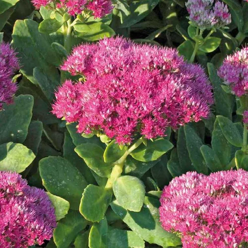 Sedum Spectabile - Le pot de 9 x 9 cm