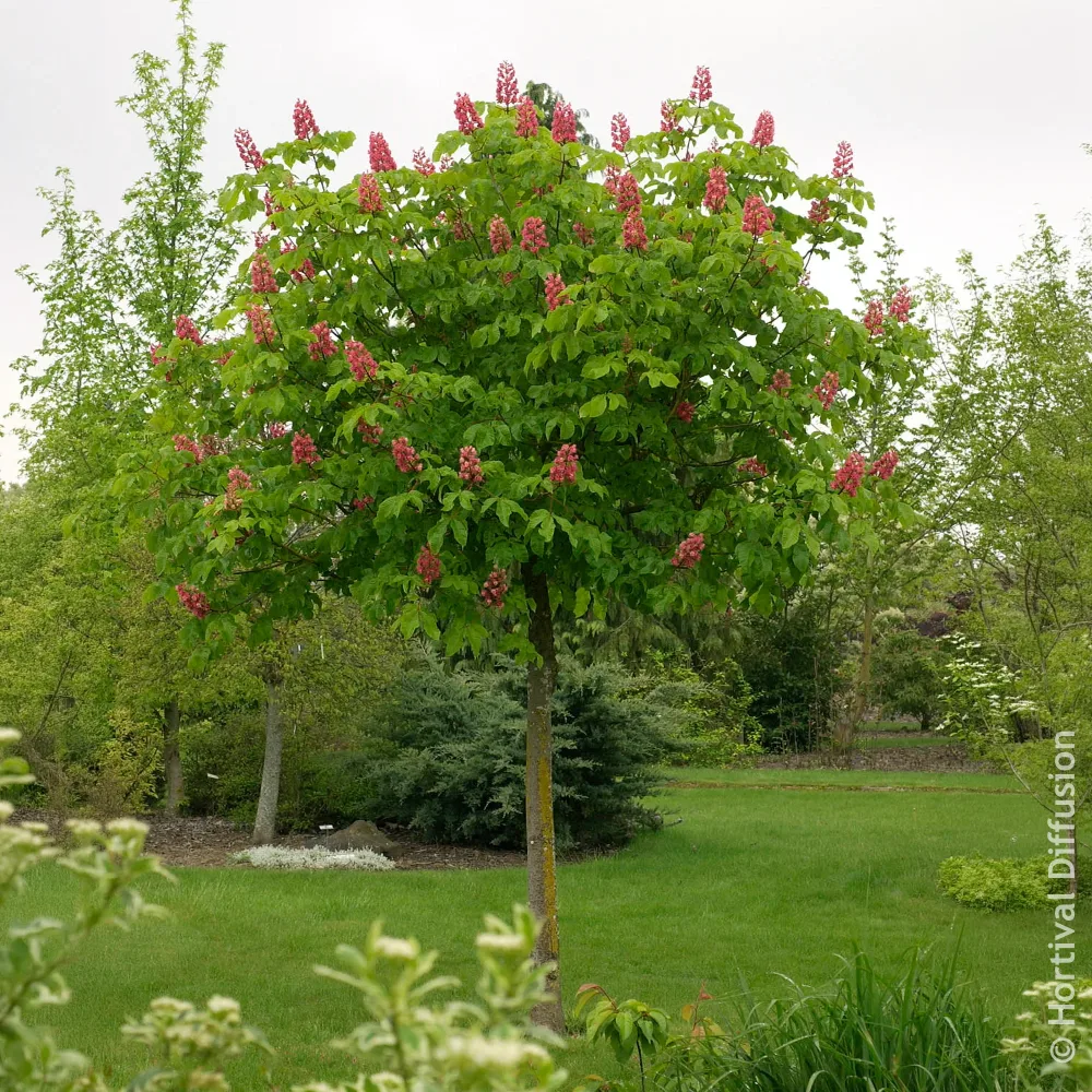 Marronnier rouge Briotii Aesculus carnea Briotii