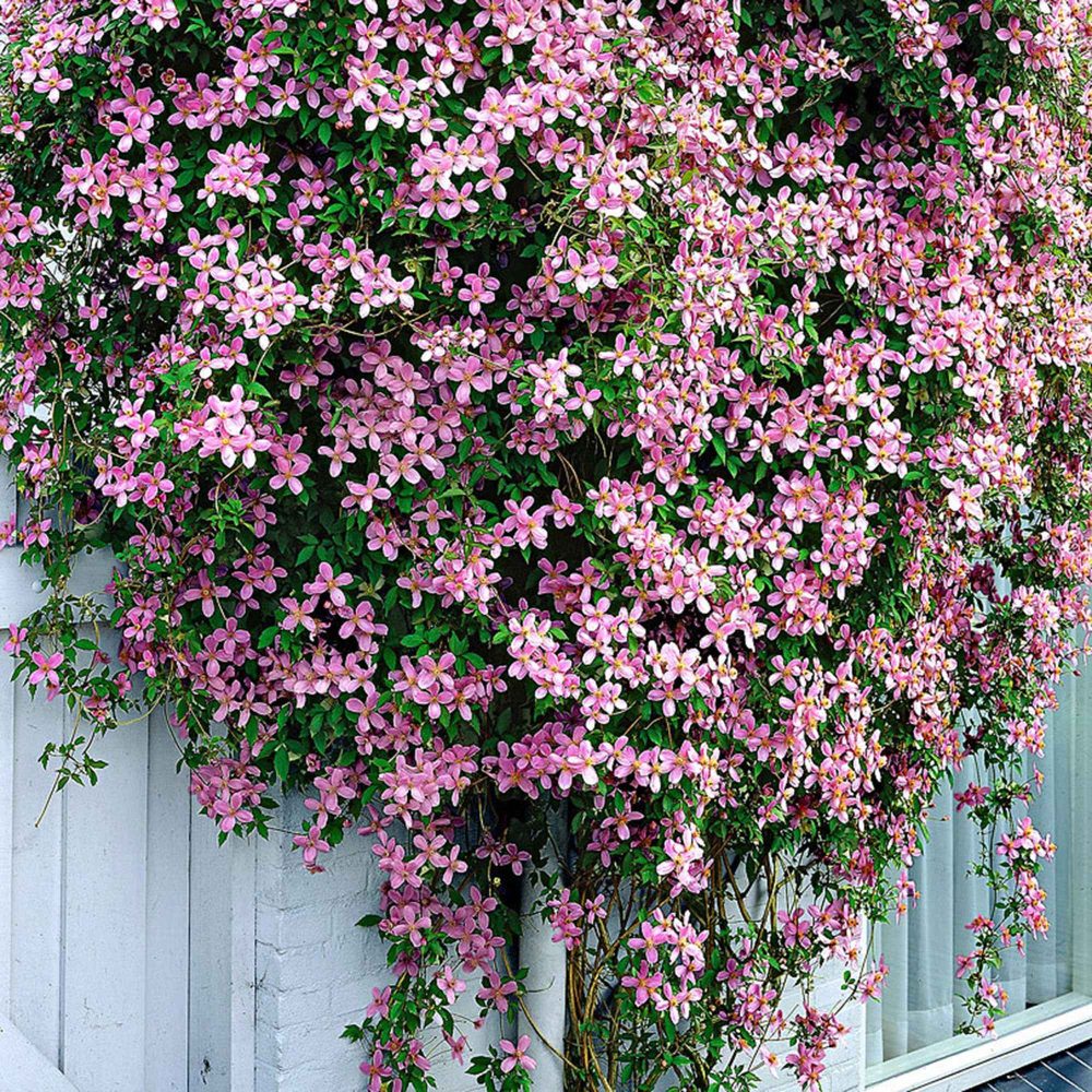 Clématite montana Rubens Clematis montana Rubens