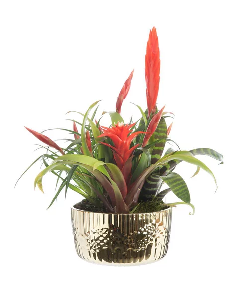 Bromélia coupe cécina - Ø 18 cm