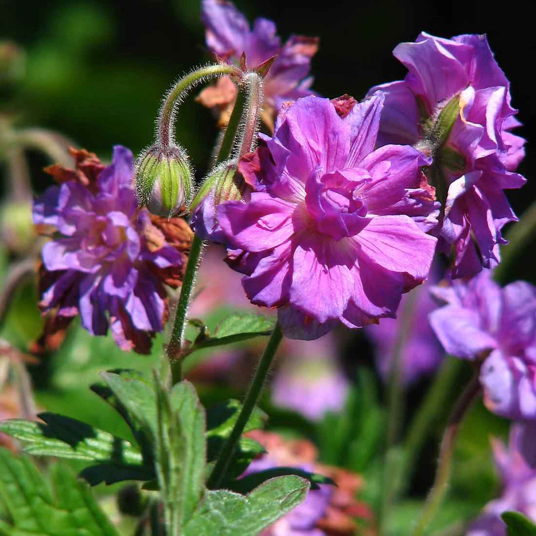 6 x Géranium vivace de l'Himalaya – Geranium himalayense 'Plenum' | godet 9cm x 9cm