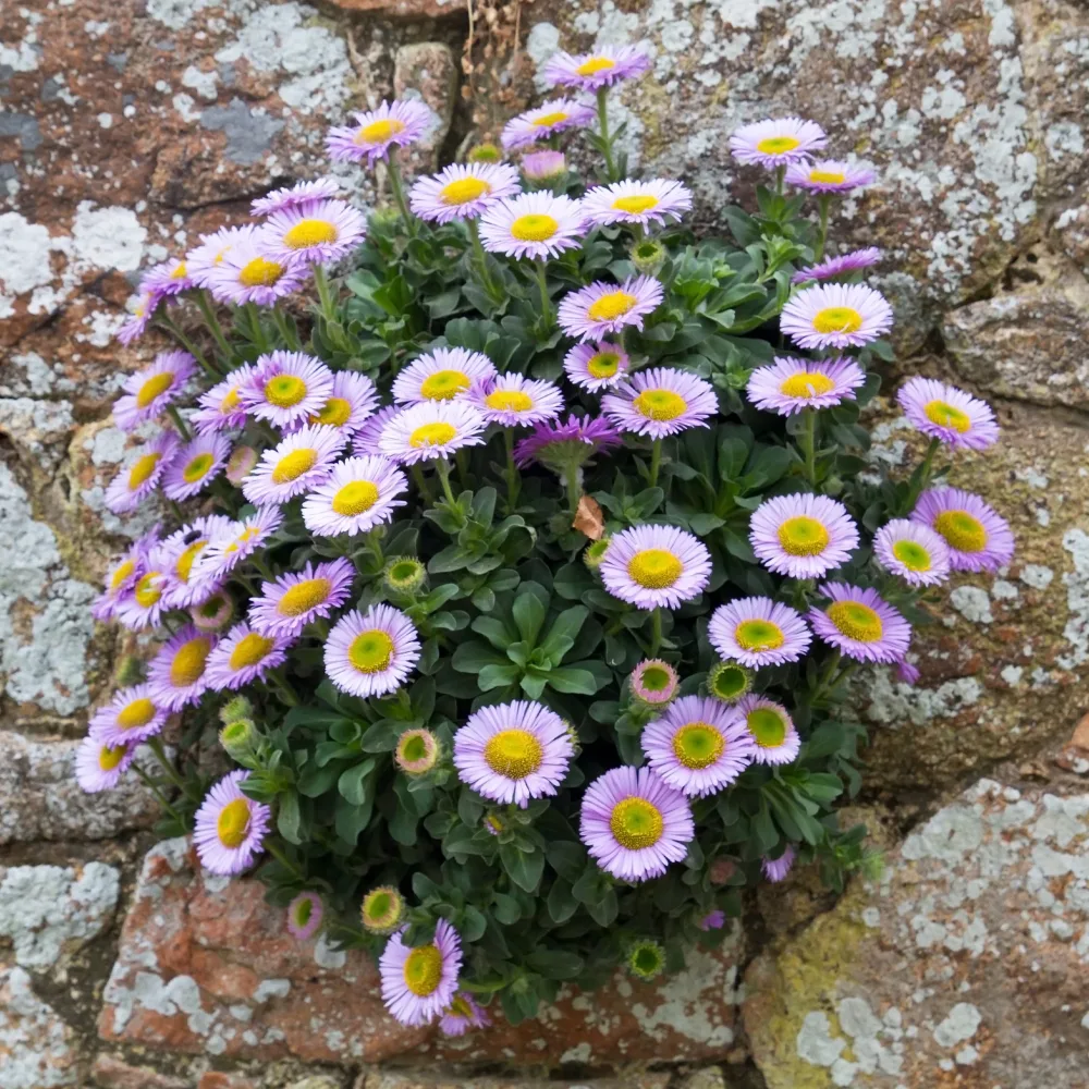 Vergerette à feuilles glauques Erigeron glaucus