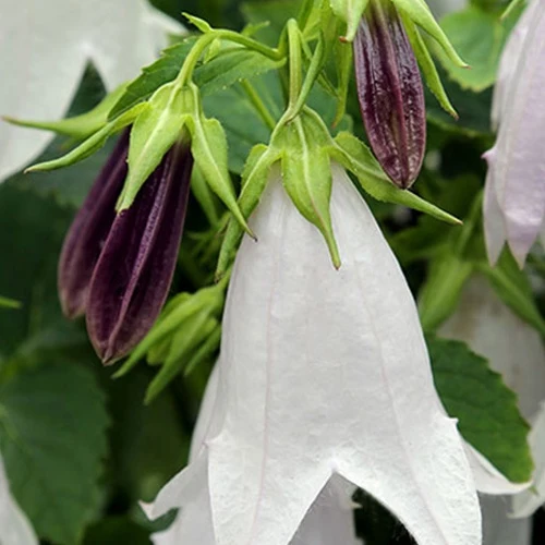Campanule hybride Iridescent Bells Campanula iribella iridescent bells