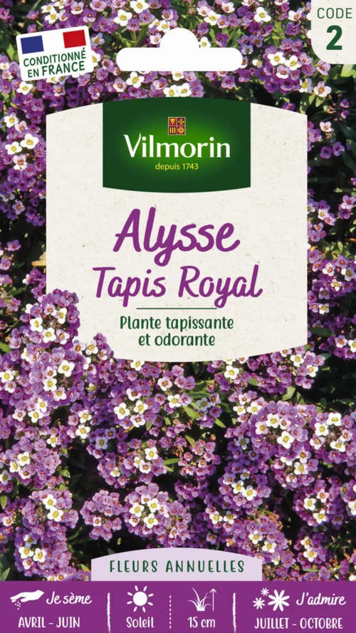 Alysse Tapis Royal Vilmorin - graines à semer