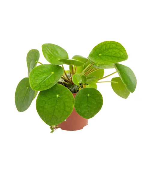 Pilea (plante à monnaie chinoise) vert. Le pot Ø 18 cm