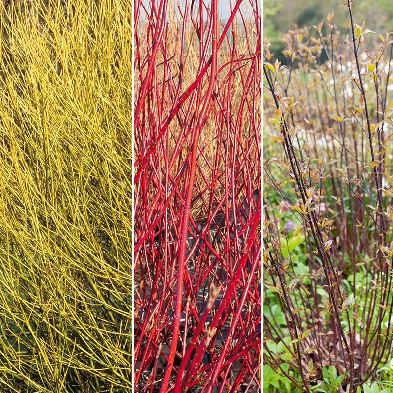 Collection de 3 Cornouillers : jaune, noir, rouge Cornus sericea flaviramea, alba kesselringii, sibi