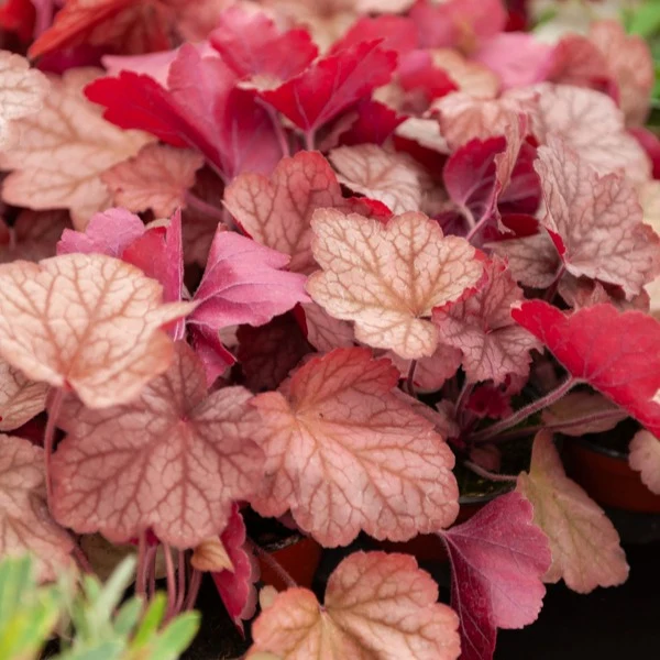 Heuchère Georgia Peach Heuchera georgia peach