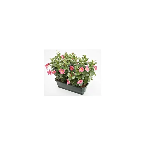 Dipladénia buisson coloris variés. La jardinière de 50 cm