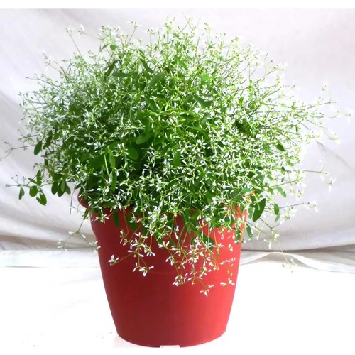 Euphorbe Diamond Frost - Le pot de 3 litres