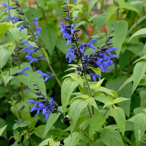 Sauge des Guaranis 'Black And Blue' - Le pot de 2 litres