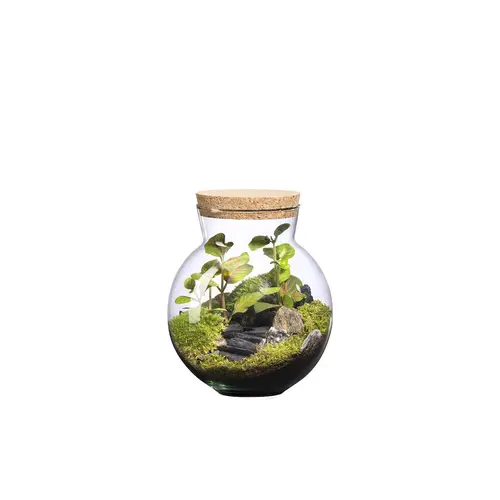 Terrarium autonome Havana Landscape botanic® - taille XS