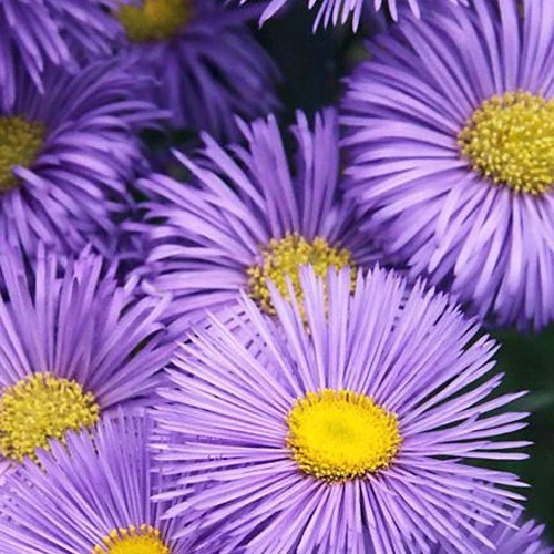 Vergerette Strahlenmeer Erigeron strahlenmeer