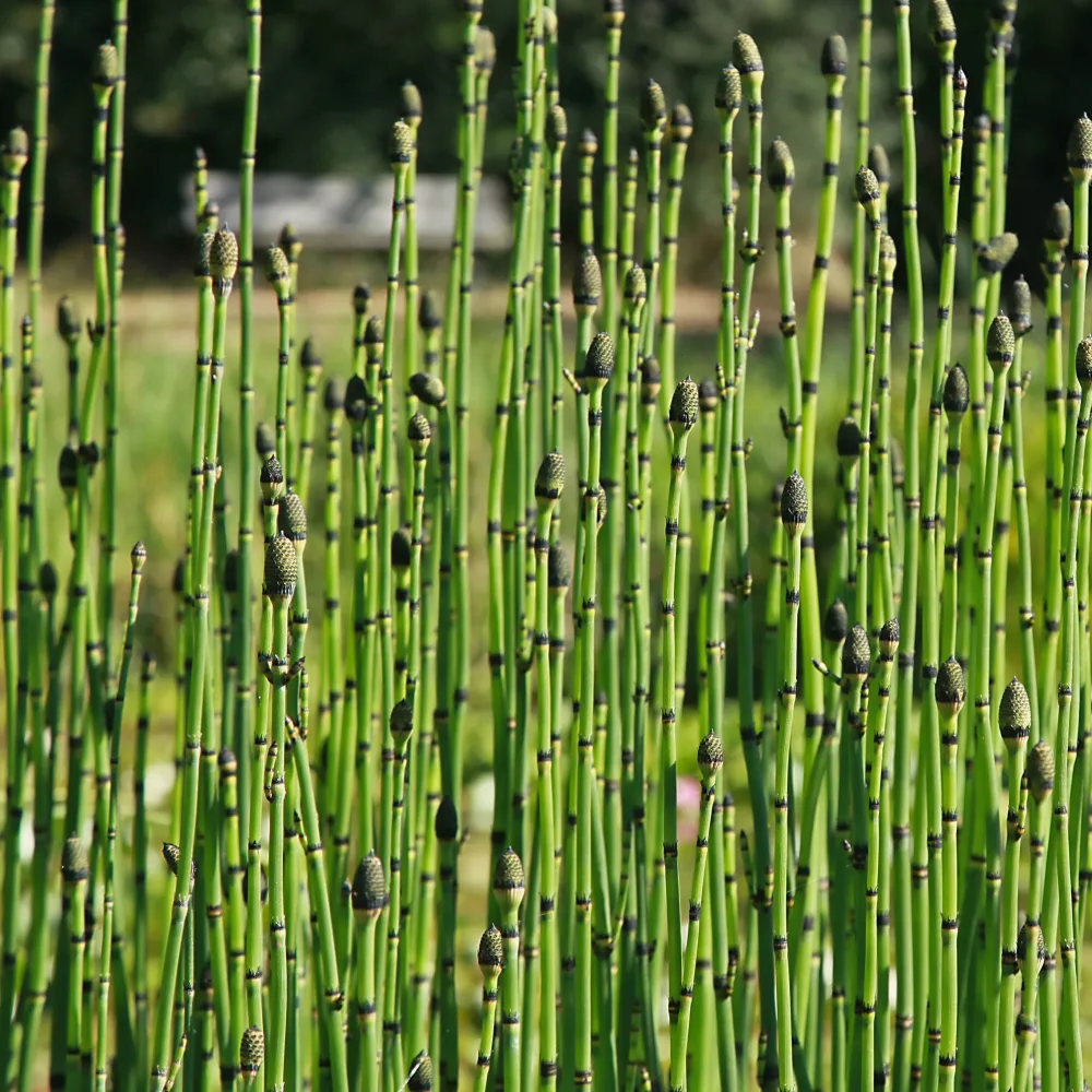 Prêle japonaise Equisetum japonicum