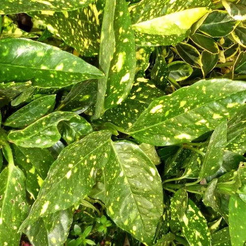 Aucuba Japonica Crotonifolia. Le pot de 1 litre