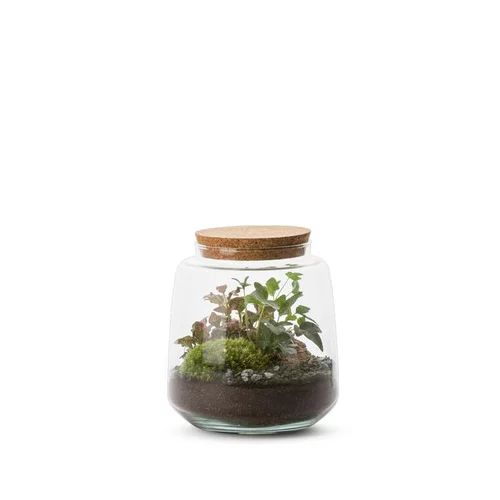 Terrarium Bulle de Nature Izumi en verre transparent Naturalys taille L - Ø 15 x 17 cm