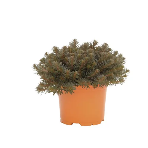 Sedum Chocolate Ball - Le pot diam 12 cm