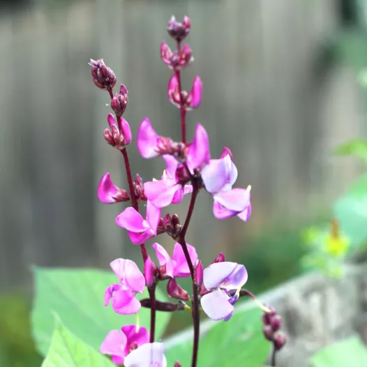 Hyacintboon of Dolichos Lablab | Biologische en zaadvaste bloemenzaden