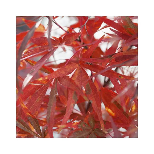 Erable du Japon (ACER PALMATUM ATROLINEARE ) Le pot de 50 litres