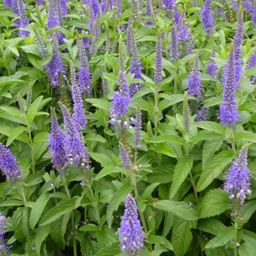 Véronique à grandes feuilles Blauriesin Veronica longifolia blauriesin