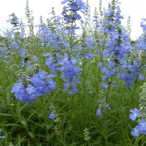 Sauge des marais African Skies Salvia uliginosa african skies