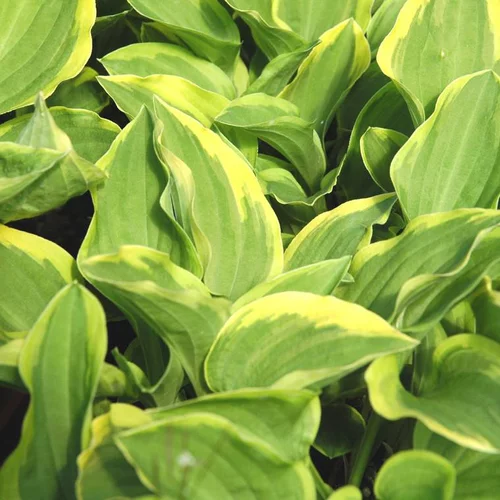 Hostas Variees - Le pot de 9 litres