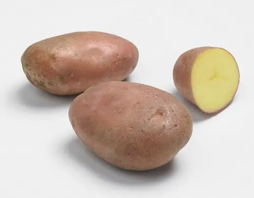 Sachet de pommes de terre rosabelle coloris 25/35 Clisson - 1,5 kg