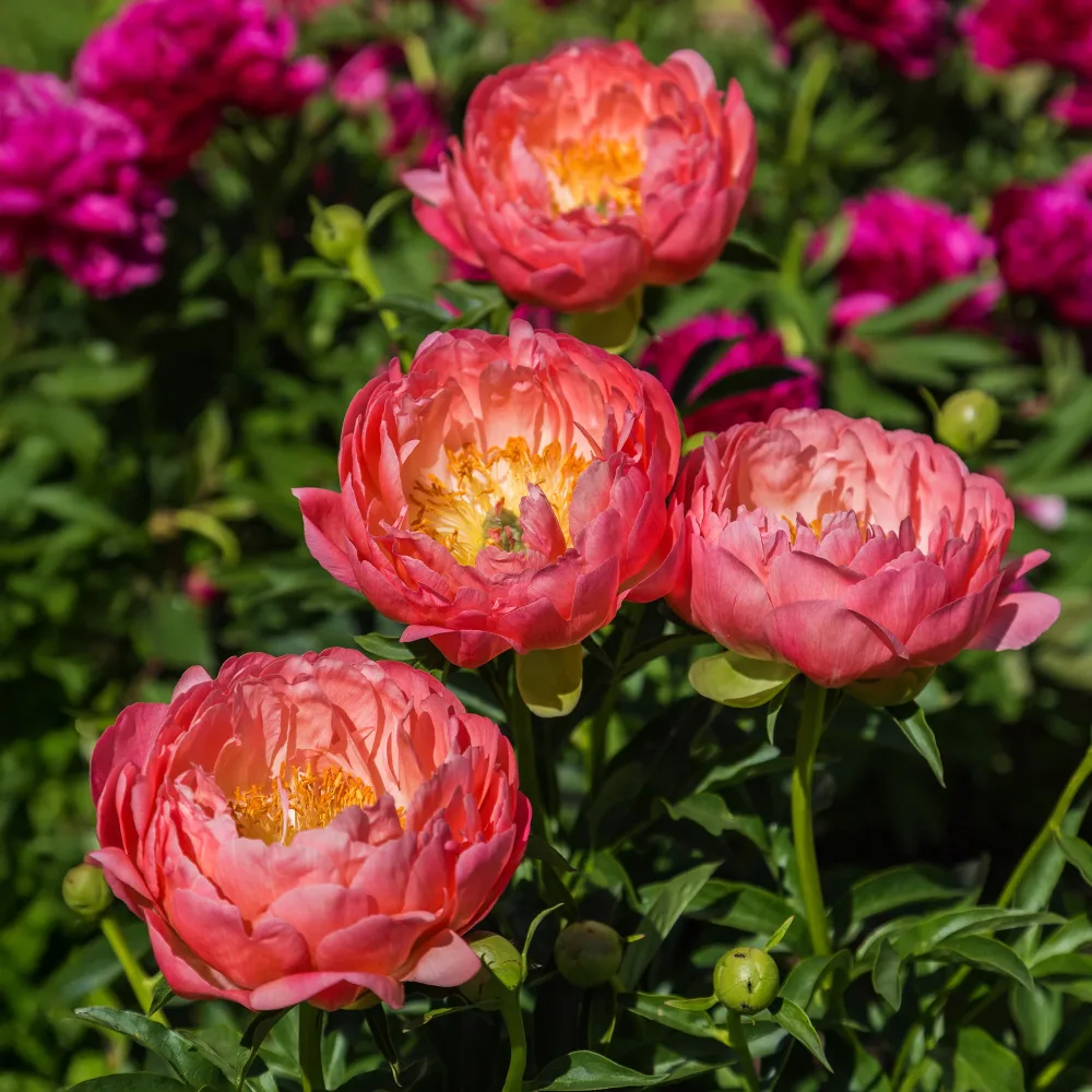 Pivoine Coral Charm Paeonia lactiflora Coral Charm