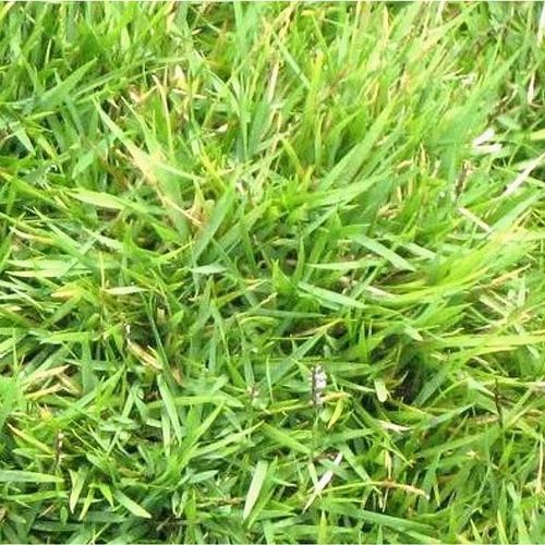 Zoysia tenuifolia - Le pot de 4 litres