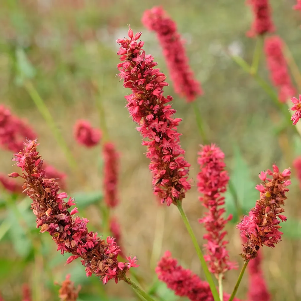 Renouée Fat Domino - Persicaire Persicaria amplexicaulis Fat Domino