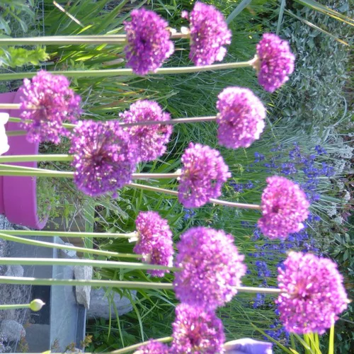 Allium X Gladiator - Le pot de 3 litres