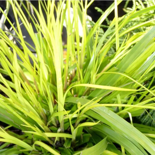 Carex oshimensis Evergreen® ou Laîche d'Oshima Evergreen® jaune - Le pot de 3 litres