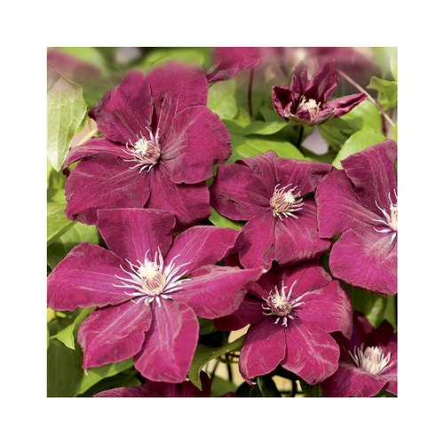 Clématite rouge cardinal coloris rouge. Le pot de 1,3 litres