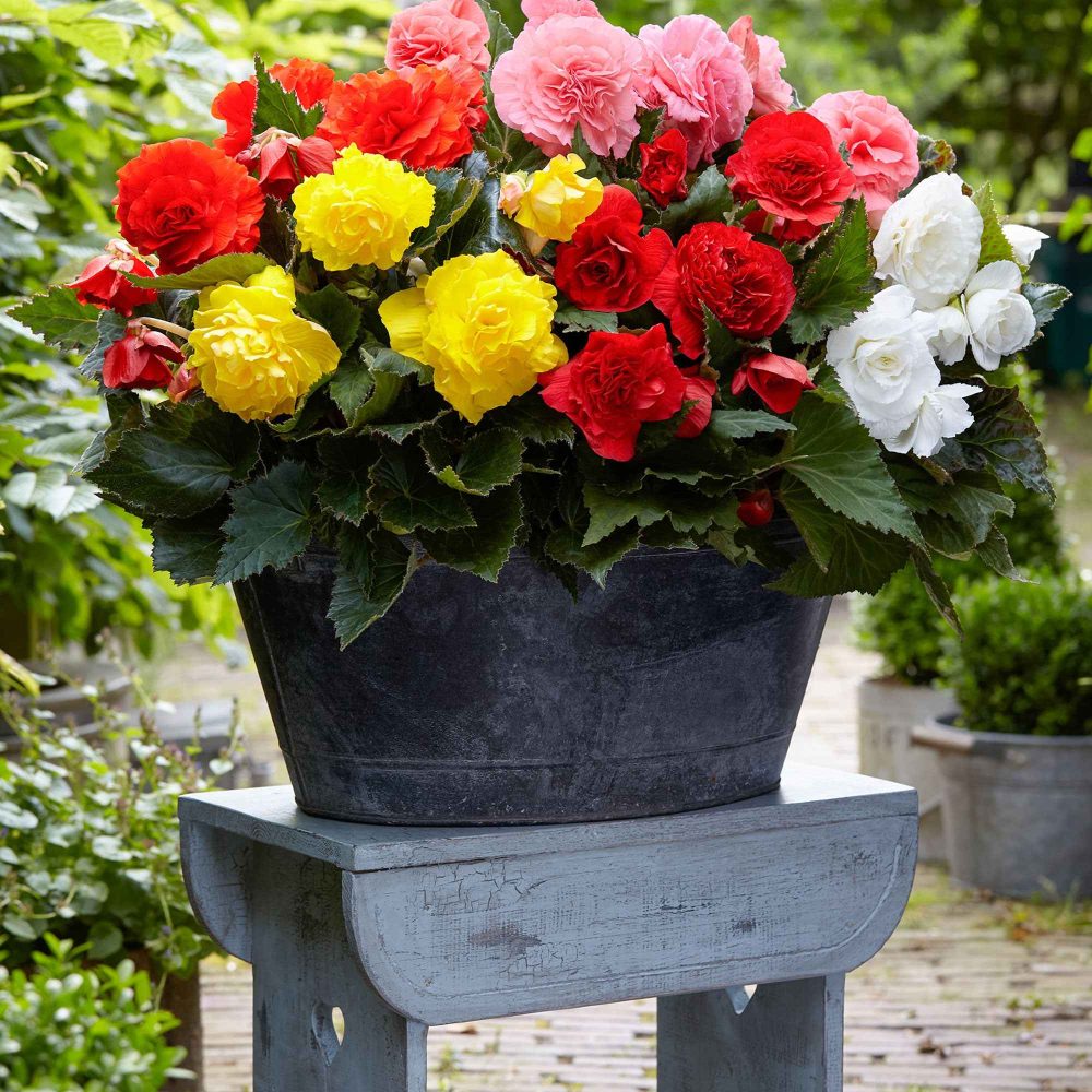 6 Bégonias multiflora Non Stop en mélange Begonia multiflora non stop