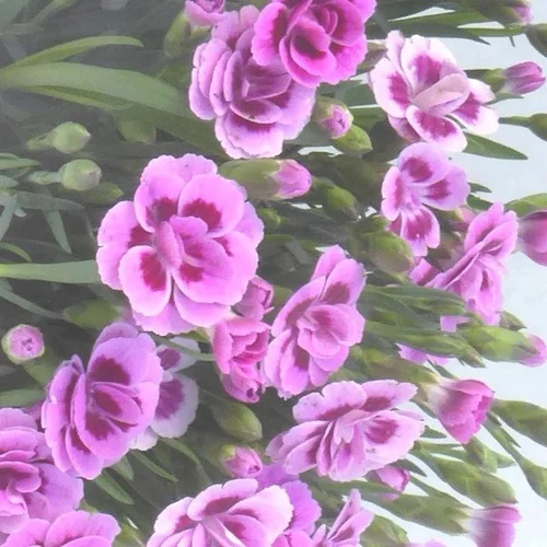 Œillet nain Pink Kisses® - La jardinière de 40 cm