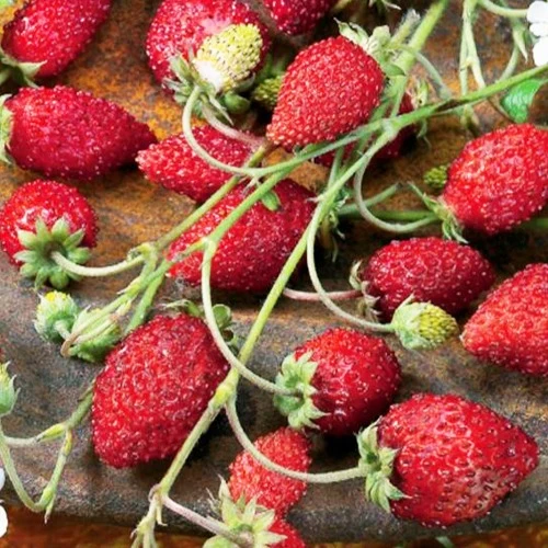 Fraisier des bois Baron Solemacher Fragaria vesca Baron Solemacher (Rügen)