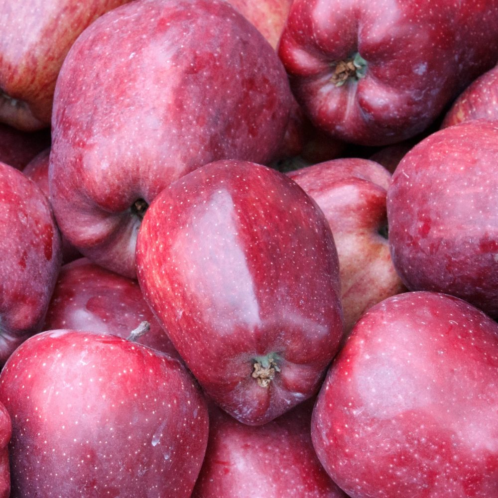 Pommier Starking Delicious Malus domestica 'starking delicious'