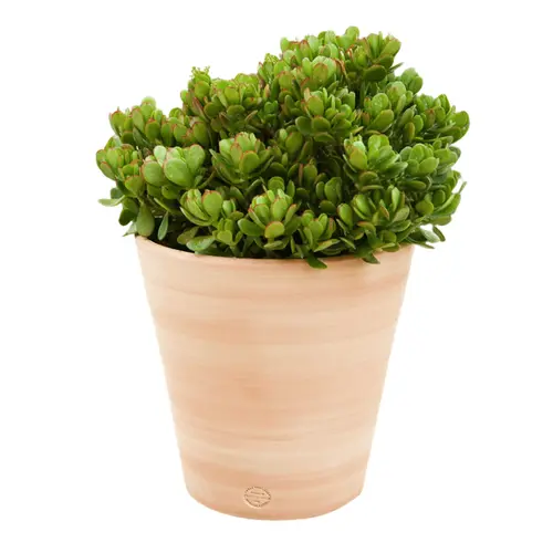 Pot Vaso lisse D40x H40