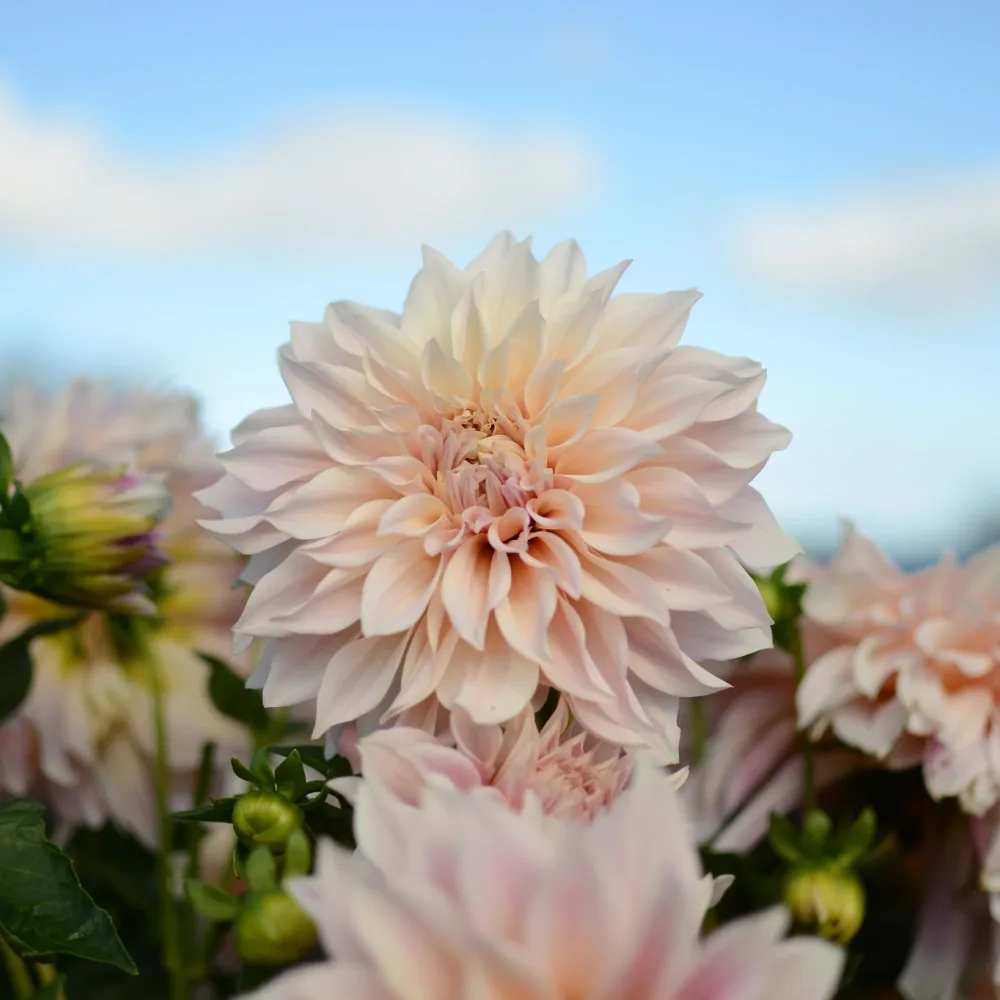 3 Dahlias géant Café au Lait Dahlia Café au Lait