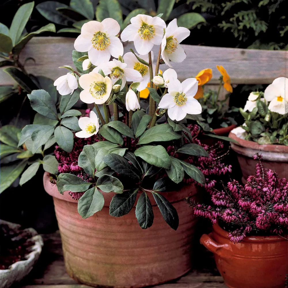Rose de Noël Helleborus niger