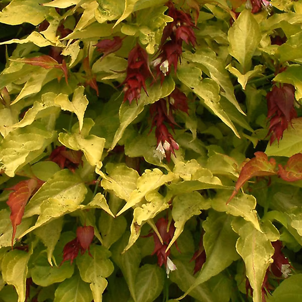 2 x Arbre aux faisans – Leycesteria formosa 'Golden Lanterns', 40-50 cm pot