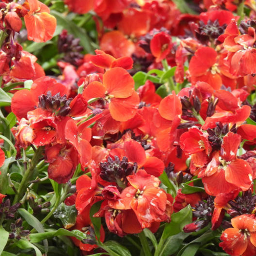 FAUSSE GIROFLÉE - WINTER FLAME - POT 2L