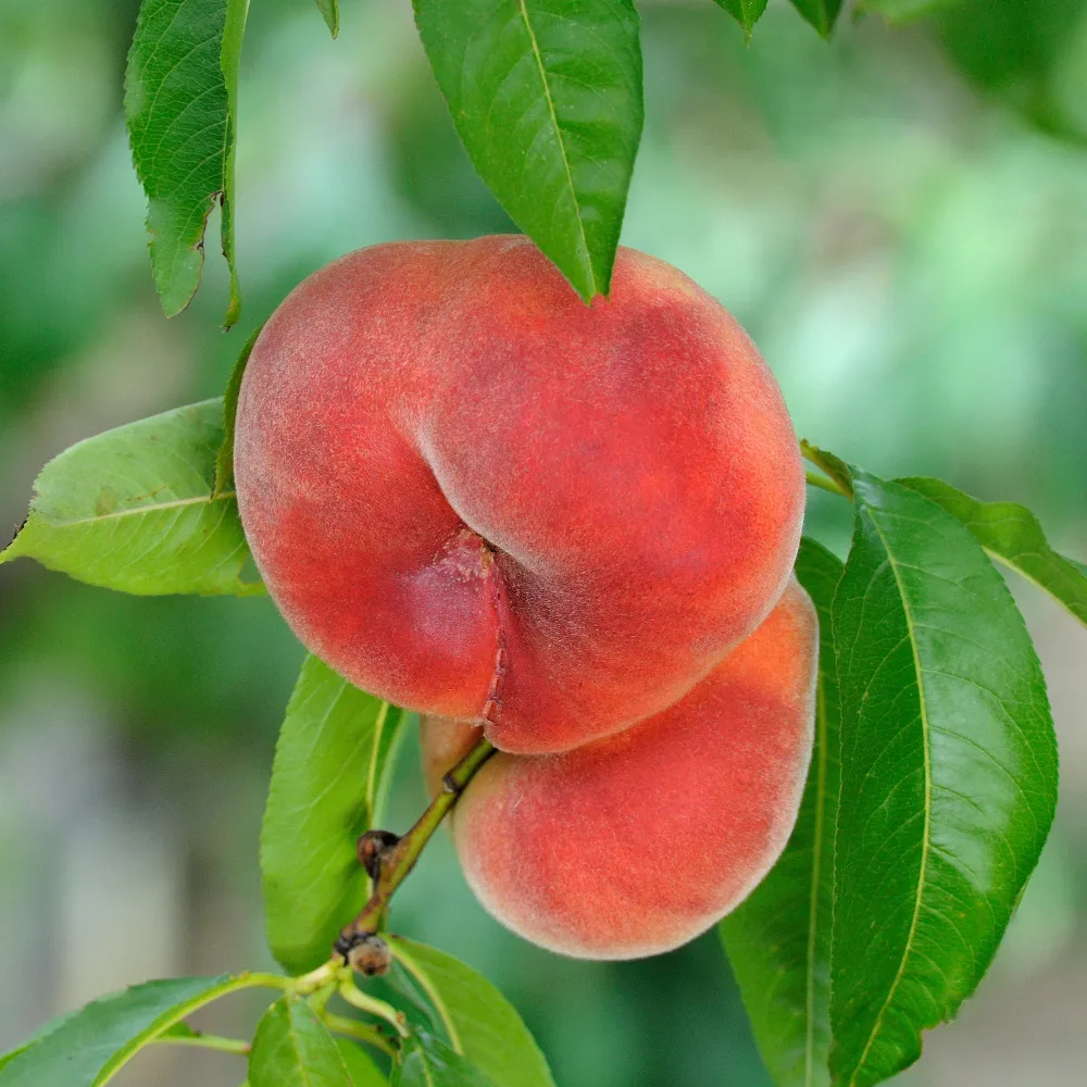 Pêcher Saturne Prunus persica Saturne