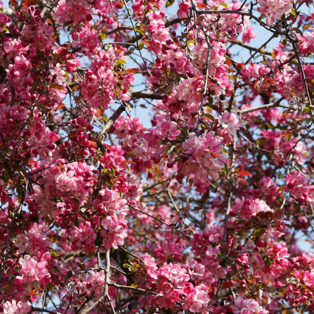 Pommier d'ornement Liset Malus Liset