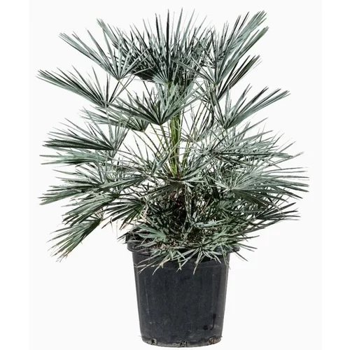 Palmier nain (Chamaerops Humilis) Cerifera. Le pot de 50 litres