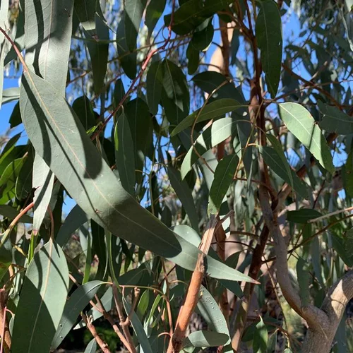 Eucalyptus 80/100. Le pot de 3 litres