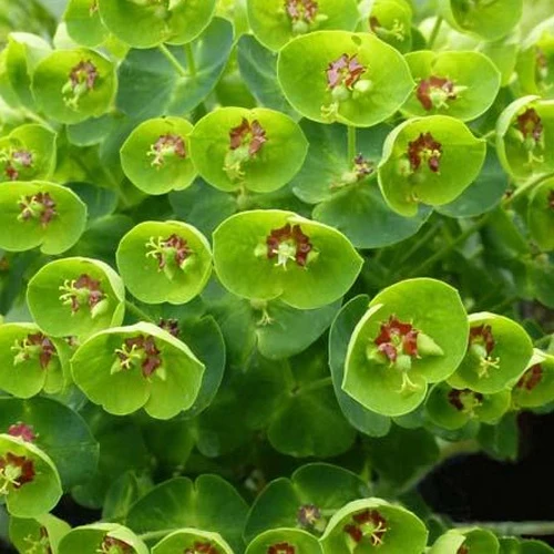 Euphorbe de Martin Baby Charm Euphorbia martinii baby charm